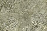Pyrite Sun - Sparta, Illinois #180646-1